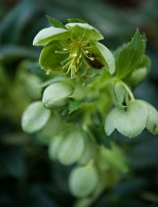 green-hellebore-with-bee